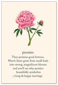 A Perfect Wedding Flower~the Peony